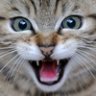 Katerhot